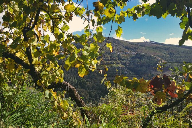 Private Vinho Verde Region Wine Tour from Porto Including Lunch - Porto to Minho: what this day is really about