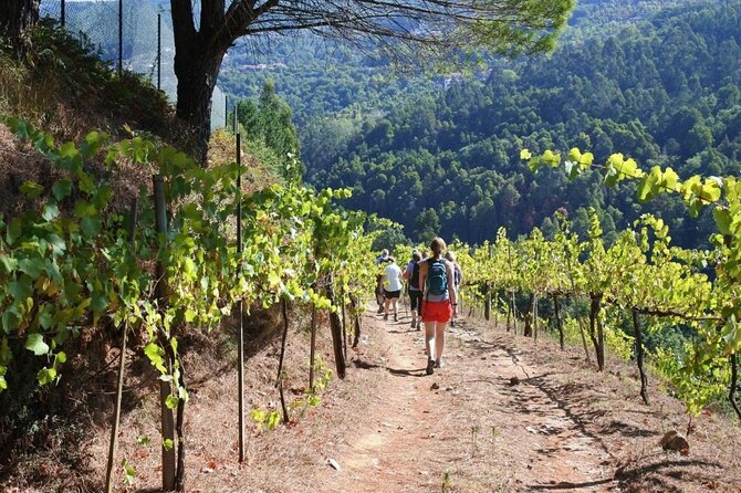 Private Vinho Verde Region Wine Tour from Porto Including Lunch - Price and value: what you’re paying for at $426.46 per person