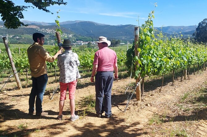 Private Vinho Verde Wine Tour from Porto with Lunch & Tastings - Key highlights to know before you go