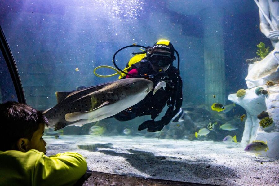 SEA LIFE Porto Full-Day Entrance Ticket - Key things I’d plan around