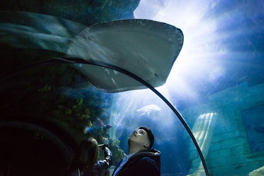 SEA LIFE Porto Full-Day Entrance Ticket - SEA LIFE Porto full-day ticket: what you’re really buying