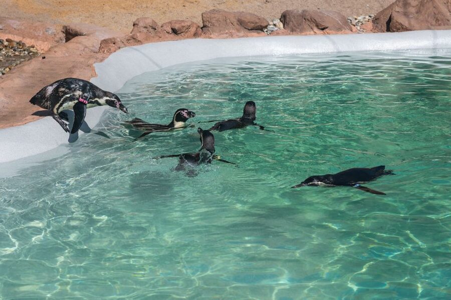 SEA LIFE Porto Full-Day Entrance Ticket - Lunch on-site: Atlantic balcony views without bringing your own food