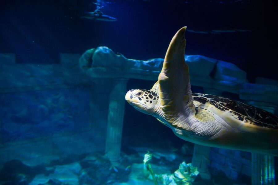 SEA LIFE Porto Full-Day Entrance Ticket - Price and value: is $22 a fair deal?