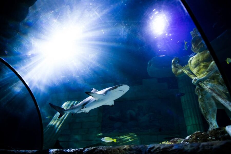 SEA LIFE Porto Full-Day Entrance Ticket - Who should book SEA LIFE Porto—and who might want a different plan