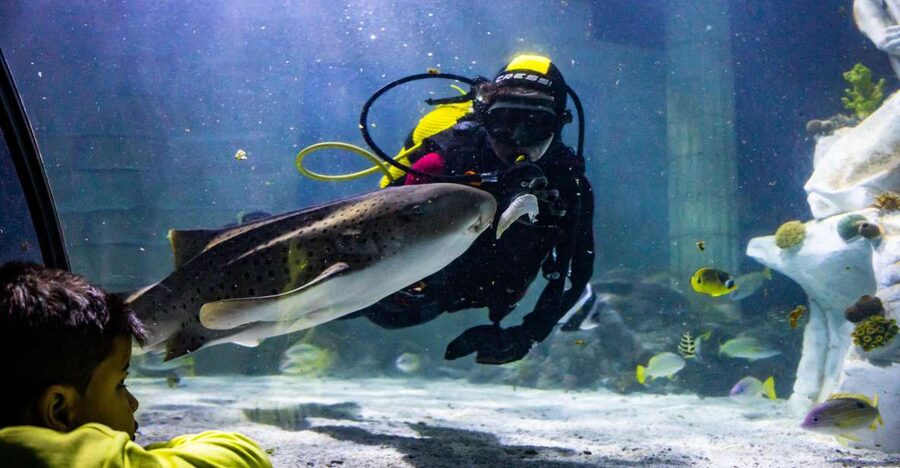 SEA LIFE Porto Full-Day Entrance Ticket - Getting there at Castelo do Queijo and starting with a good route