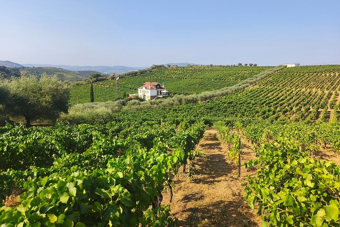 The Douro Valley Wine Affair with Private Boat Trip - Small Group - Scenic boat ride from Pinhão pier: views that explain the valley