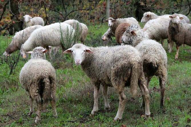 Traditional Cooking Class, Farm Tour & Lunch in the Douro Valley - Who This Is For (And Who Might Want Something Else)