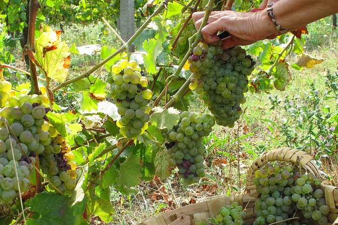 Traditional Cooking Class, Farm Tour & Lunch in the Douro Valley - The Farm Tour Part: Eggs, Fruit, Herbs, and Animal Time