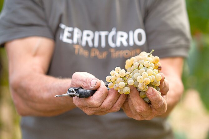 Vinho Verde Experience with 2 Wineries and Lunch - O Adérito Lunch Break With Regional Wines