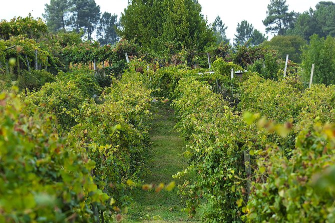 Vinho Verde Experience with 2 Wineries and Lunch - How to Prepare for a Day That Starts at 8:30 am