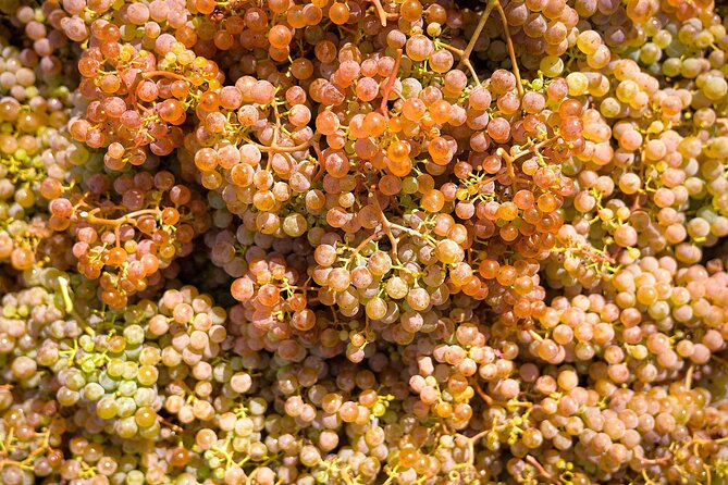 Vinho Verde Experience with 2 Wineries and Lunch - Soalheiro Winery Stop: Green Wine Tastings in Melgaço