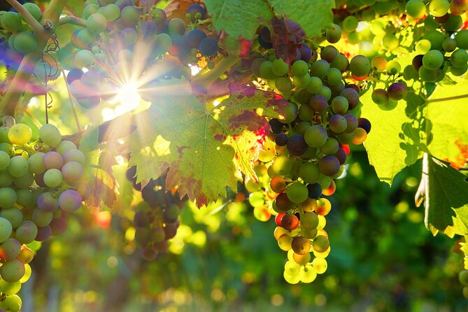Vinho Verde Private Wine-Tour (All Inclusive) - What You’ll Notice on This Vinho Verde Private Tour