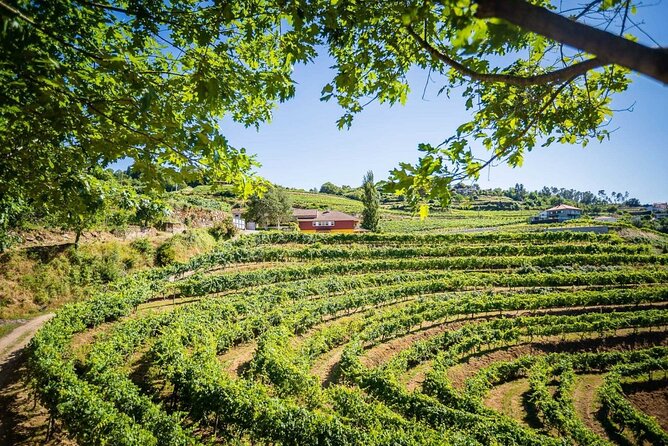 Vinho Verde Private Wine-Tour (All Inclusive) - Stop 3: Merufe Wine Lunch Paired with Local Products