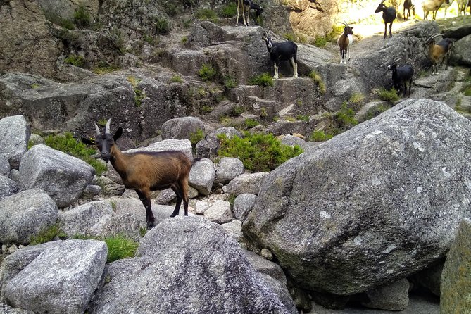 Waterfalls, Heritage and Nature in Gerês Park - from Porto - Stop 5: Paradela viewpoint for mountain-and-lake perspective